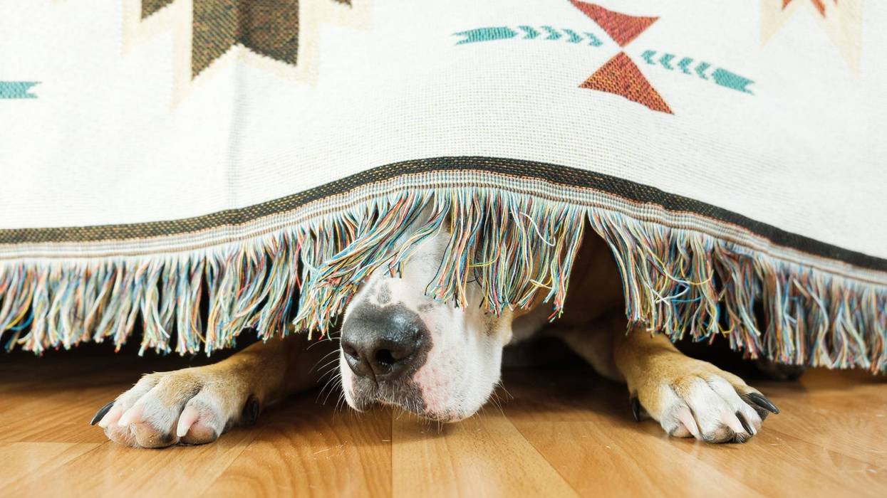 scared dog