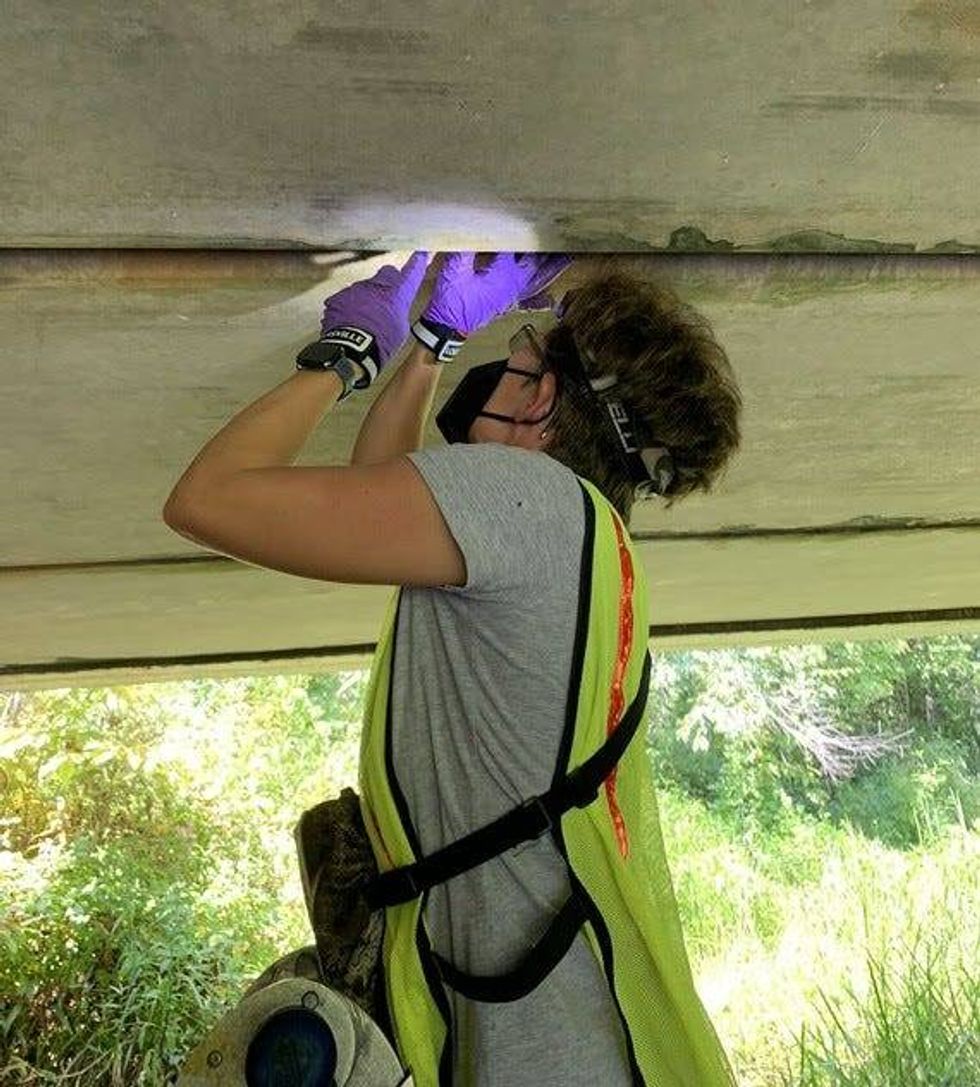 SCDNR staff investigating gray bats roosting under a bridge