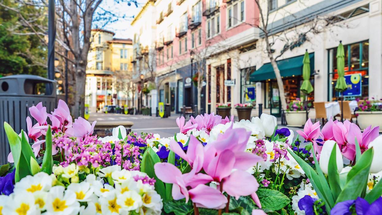 Scenery of the flower bed in the street; San Jose, California