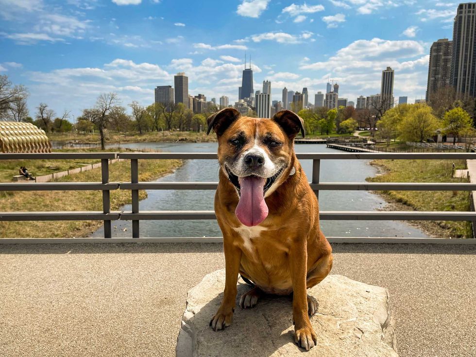 Schatzi, a 7-year-old, 72 pound Hound mix, hoping to share her happy smiles and wagging tail with a loving family.