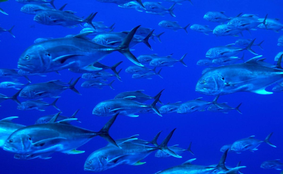 School of Crevalle jack (Caranx hippos) fishes, Cuba