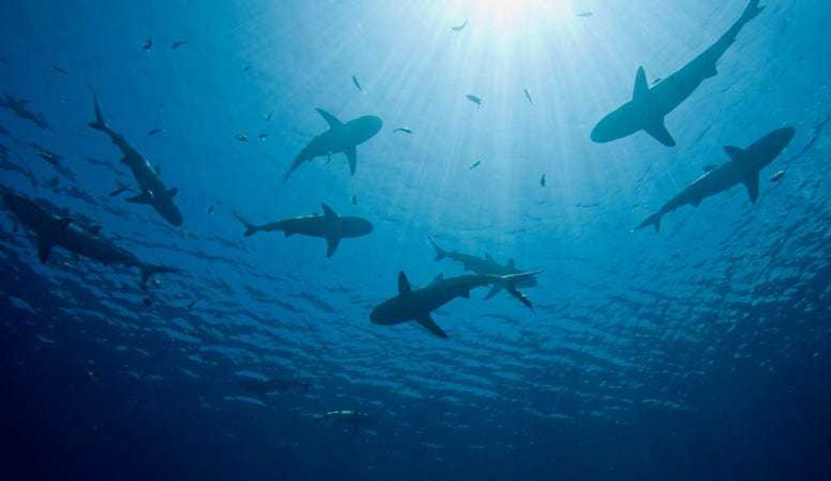 school of sharks near oil rig