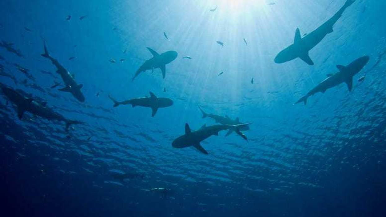 school of sharks near oil rig
