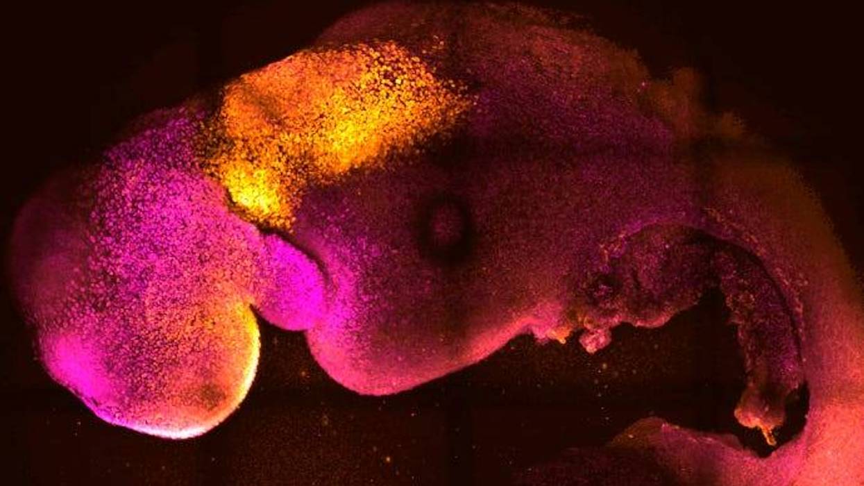 Scientists use stem cells to create synthetic mouse embryos
