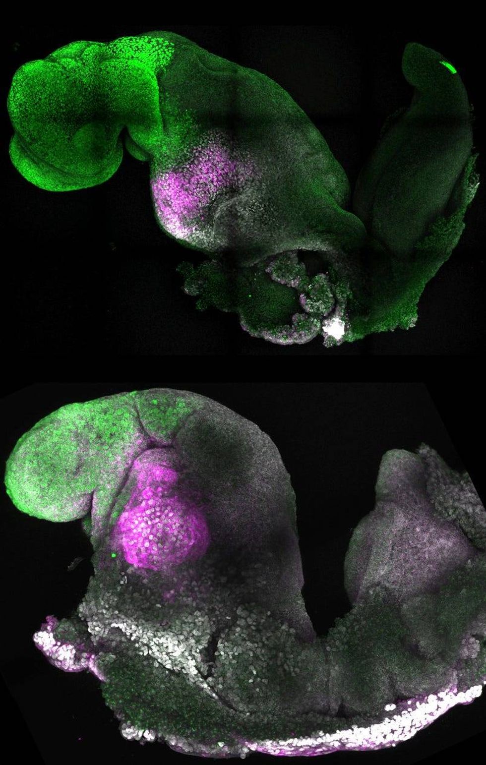 Scientists use stem cells to create synthetic mouse embryos
