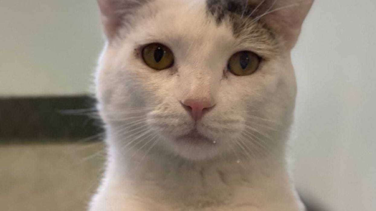 Scone is a 5-year-old Domestic Shorthair cat. He weighs 11.13 pounds.