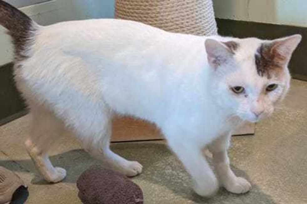 Scone is a 5-year-old Domestic Shorthair cat. He weighs 11.13 pounds.