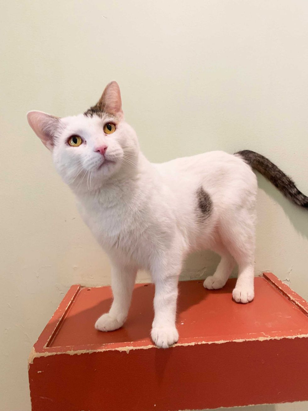 Scone is a 5-year-old Domestic Shorthair cat. He weighs 11.13 pounds.