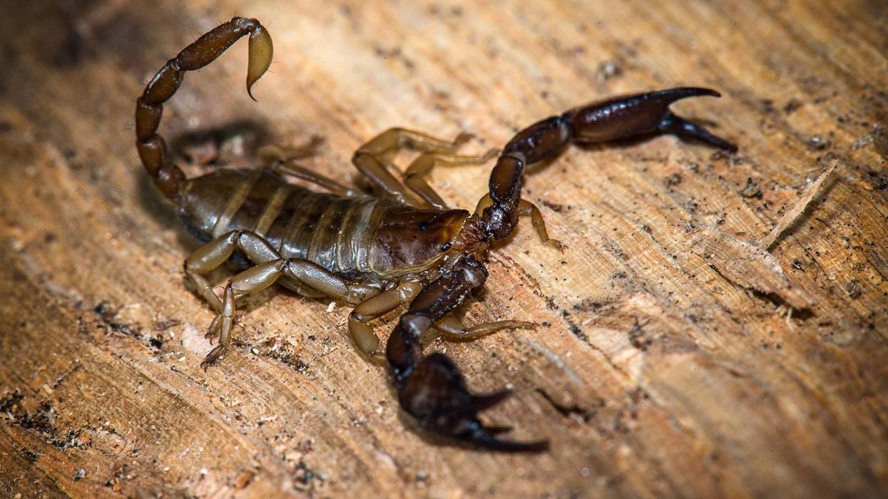 Scorpion