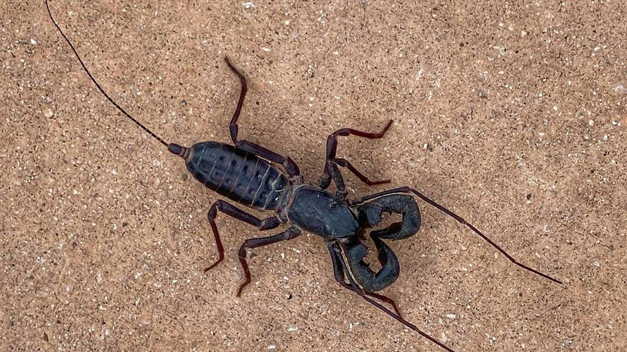 Scorpion