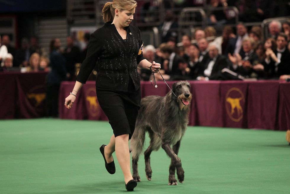 Scottish deerhound Foxcliffe Hickory Wind