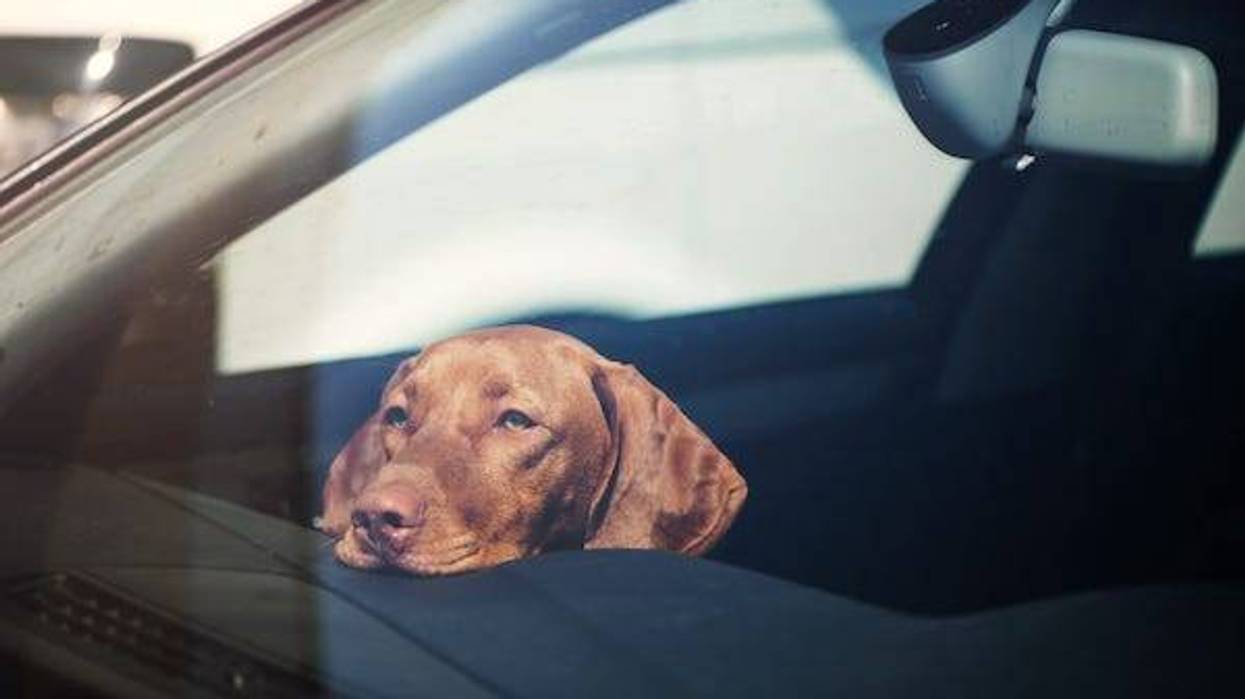Scottsbluff police responded Saturday to reports of a shooting at a convenience store, only to discover the shooter was a dog.