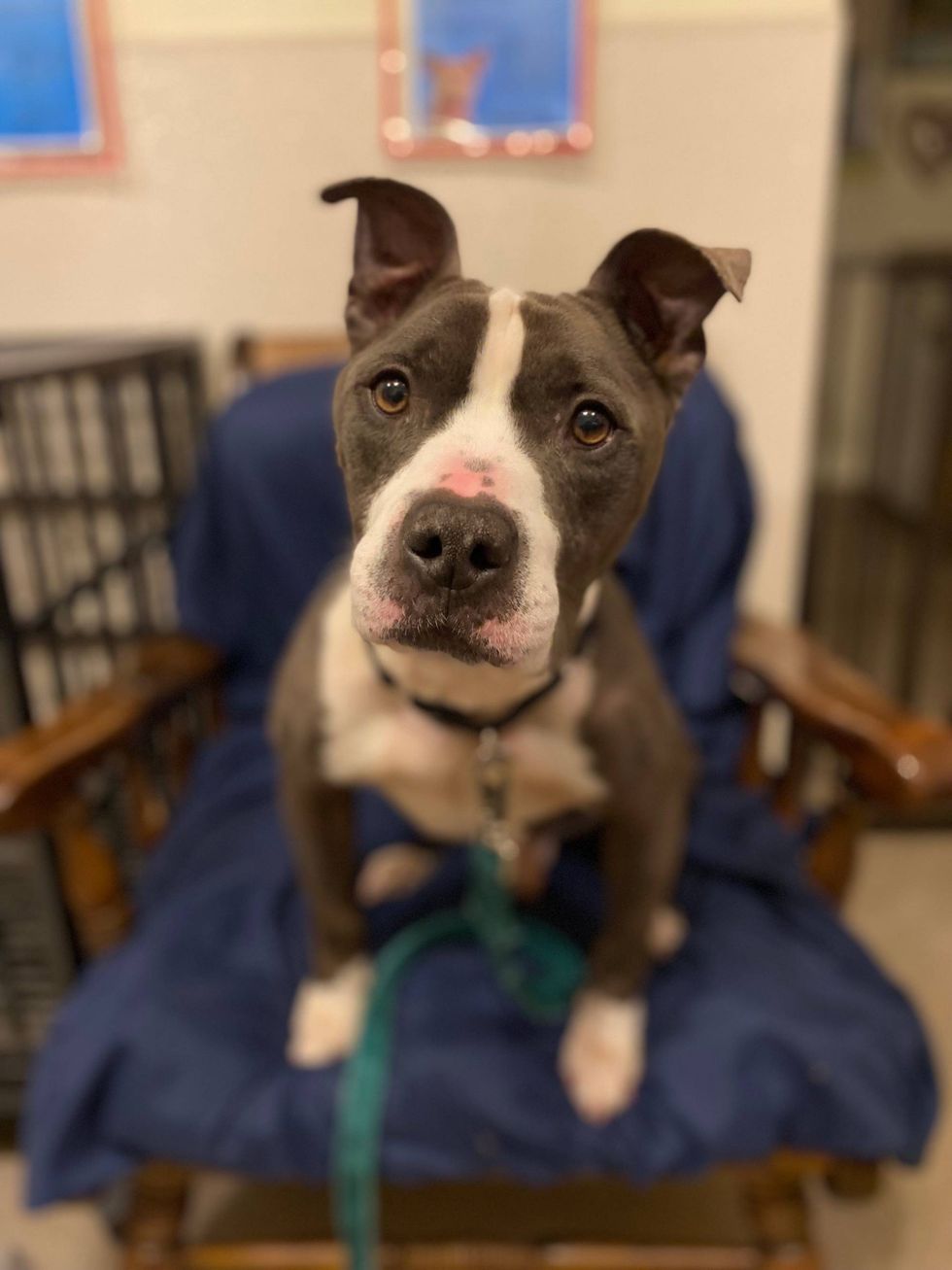 Scout
