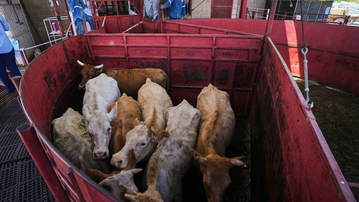 Screwworm Beef Prices