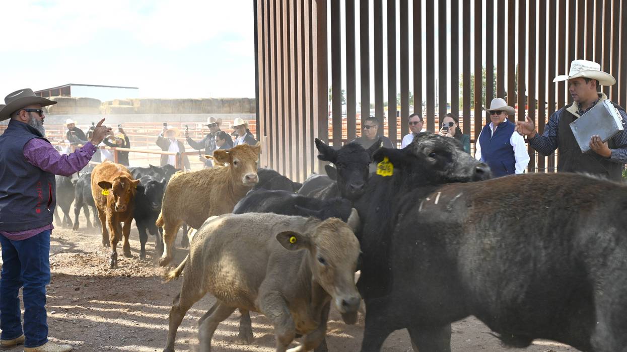 Screwworm Cattle Imports 51