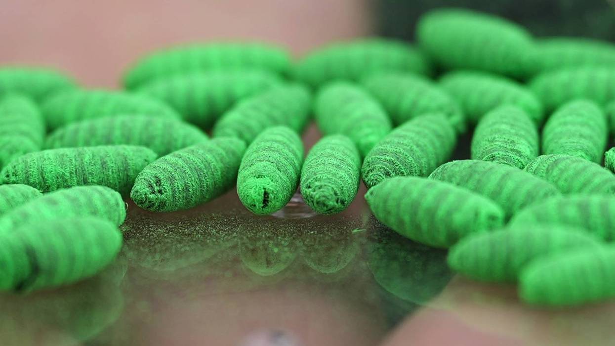 Screwworm Livestock