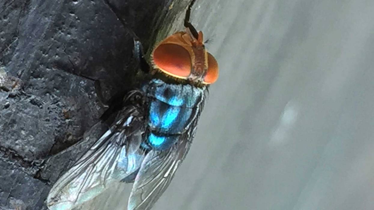 Screwworm