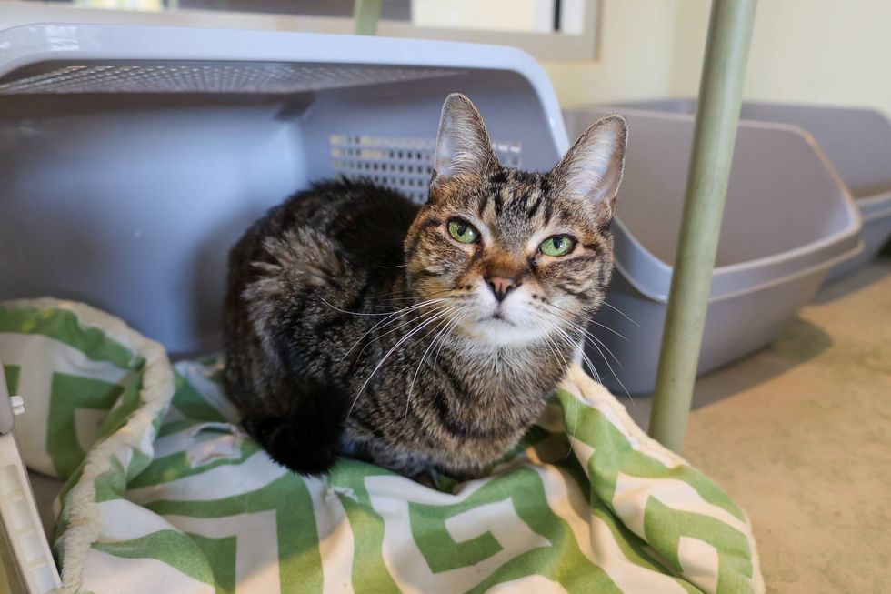 Scribbles Jr adoption