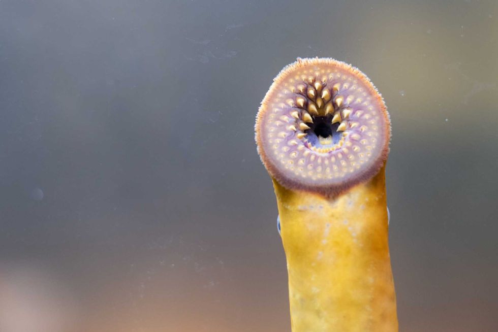 Sea Lamprey or petromyzon marinus in a tank. The animal is a bloodsucking sea creature