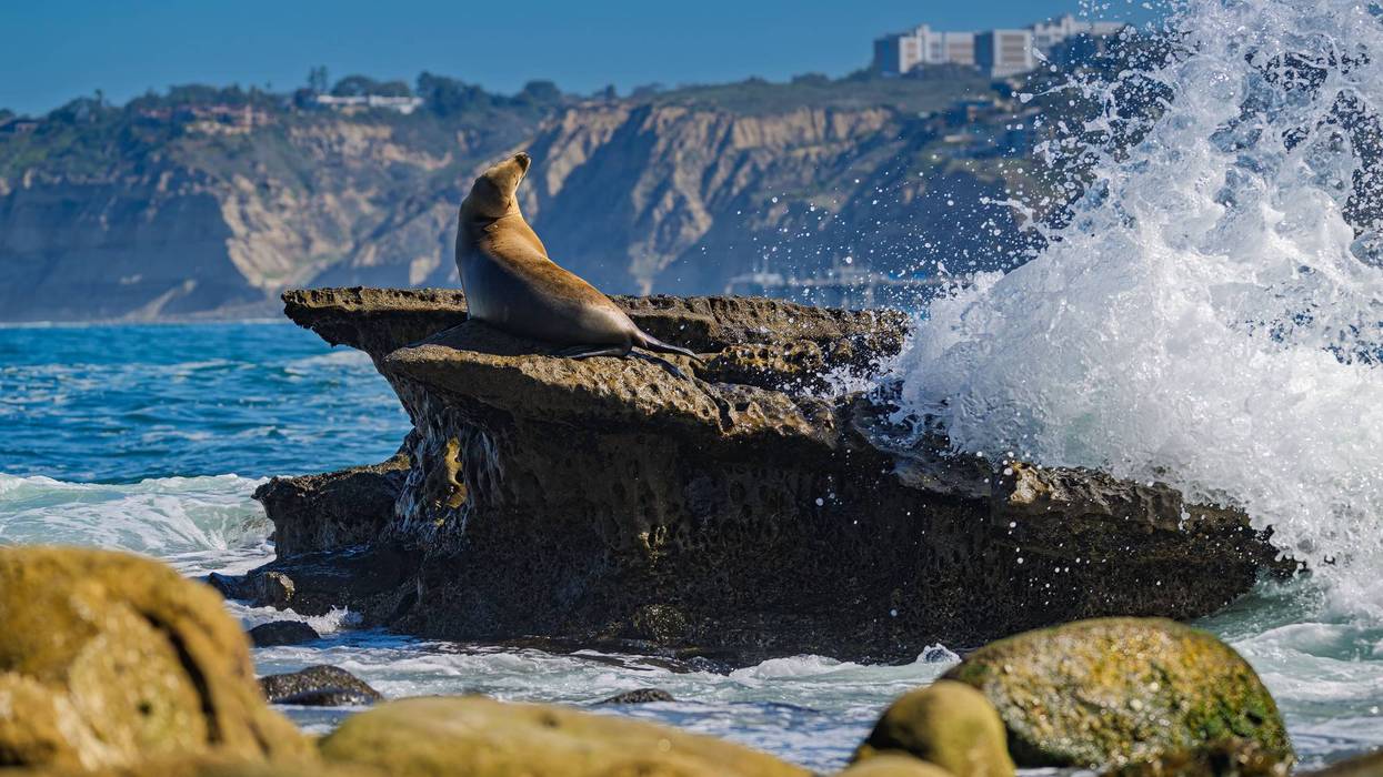 Sea lion basking on La Jolla shore