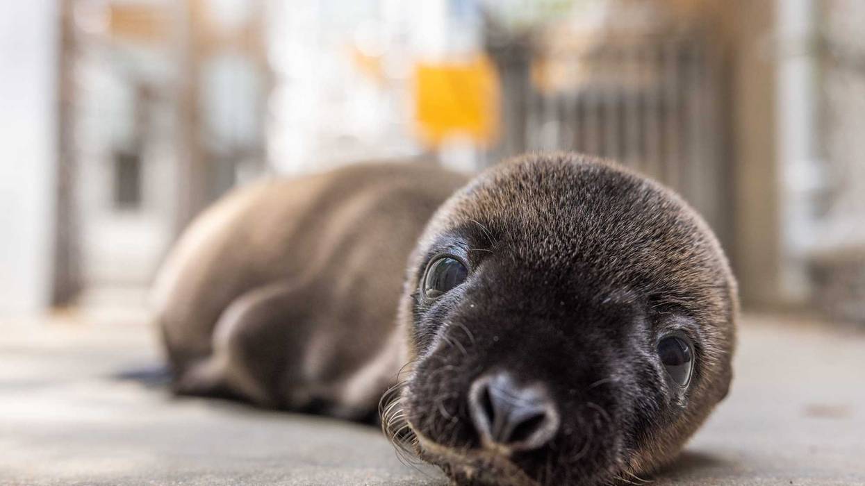 Sea lion pup