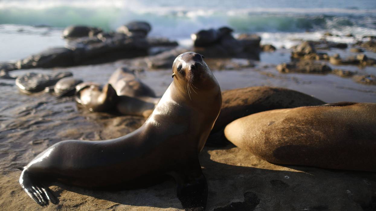 Sea lions bathe in the sun in La Jolla on the Pacific Ocean coast on August 7, 2018 in San Diego, California.