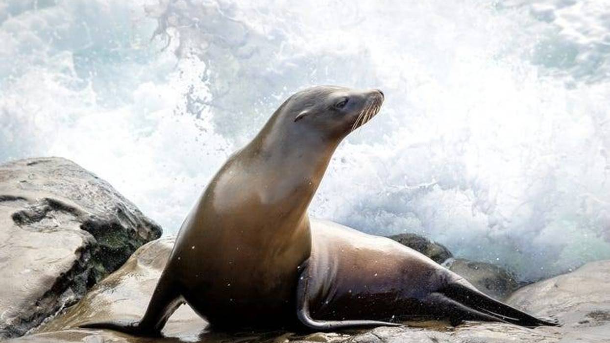 Sea lions