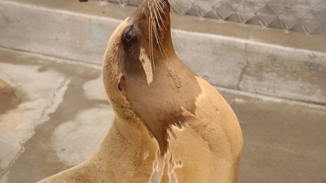 Sea lions