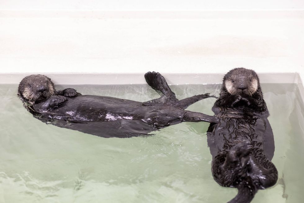 Sea otter pups