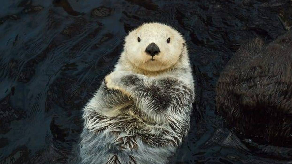 Sea otter