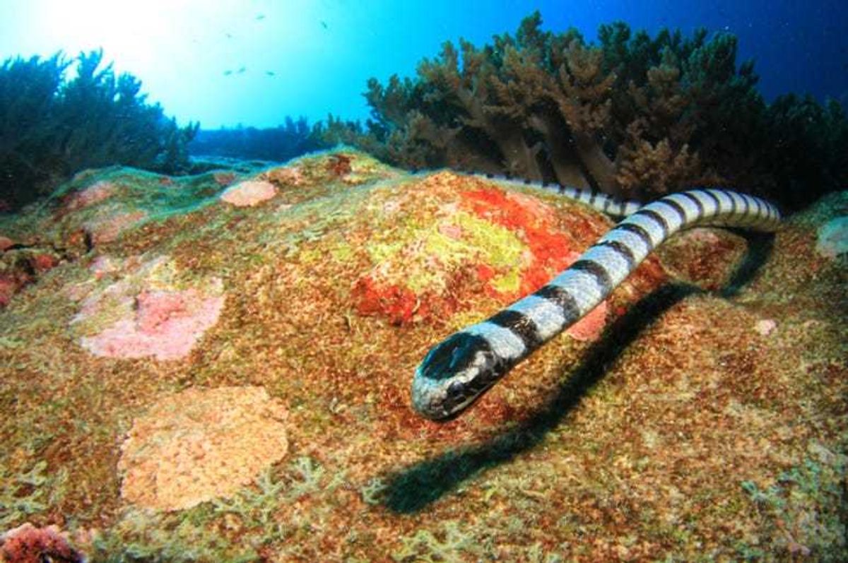 Sea_Snake