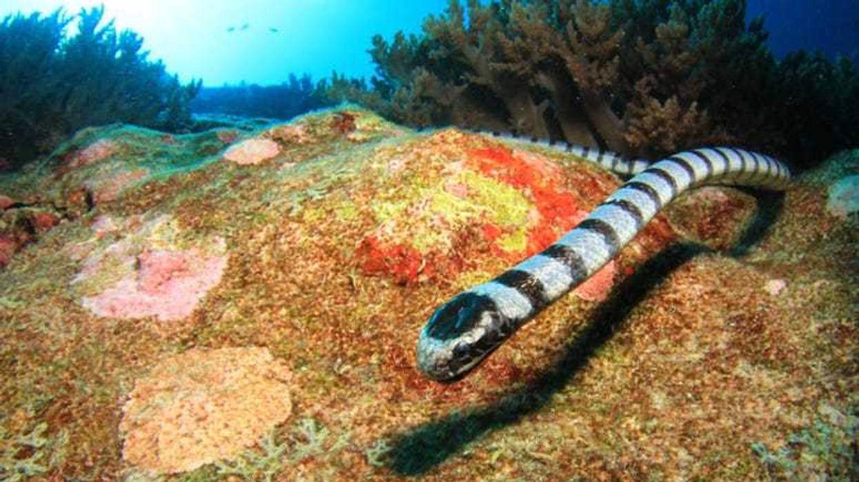 Sea_Snake