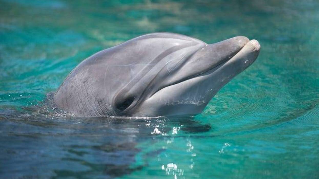 sea world orlando