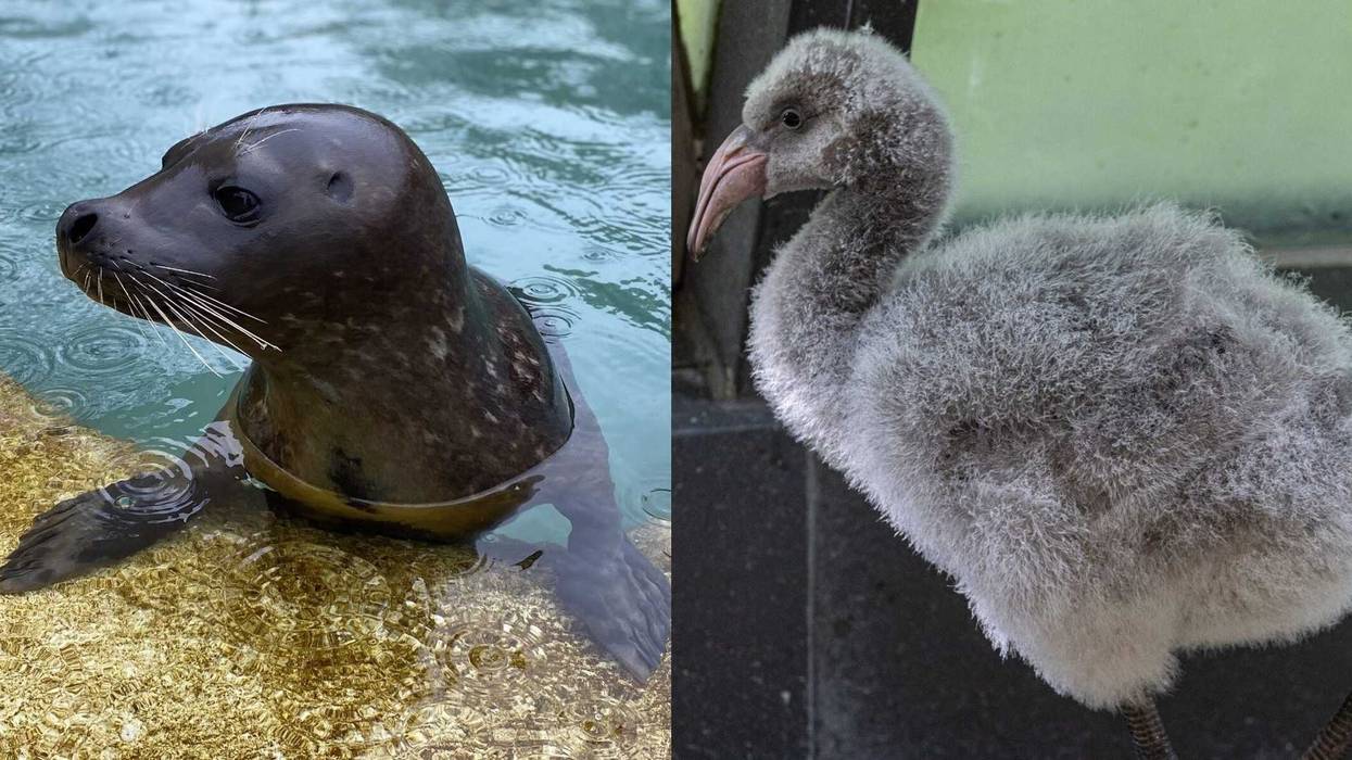 seal, flamingo