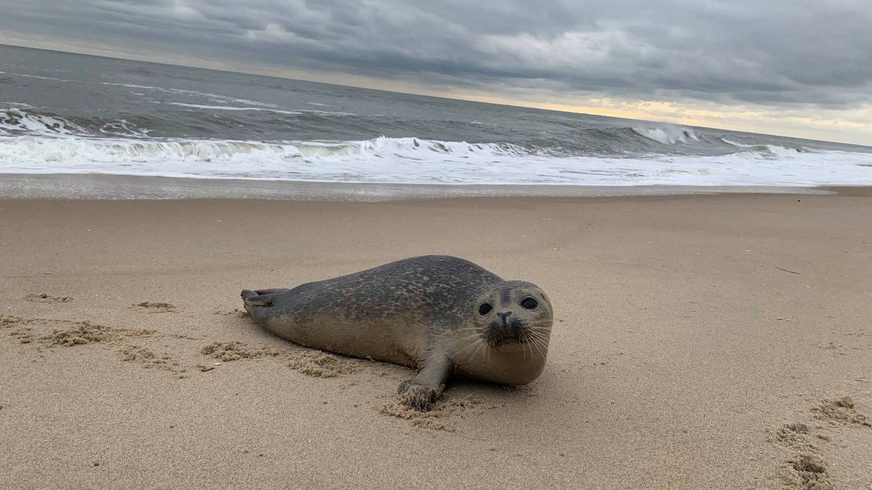seal pup on New Jersey beach