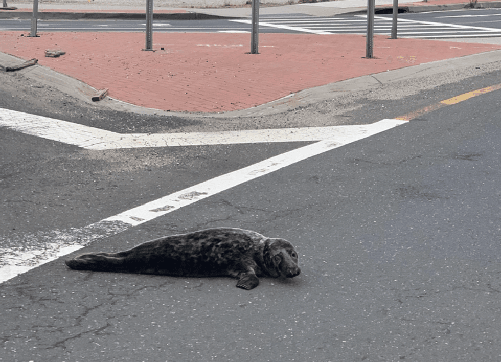 Seal rescue