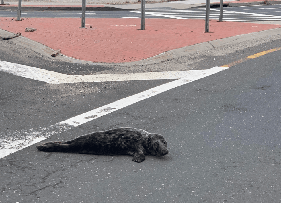 Seal rescued from highway
