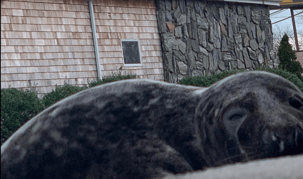 Seal rescued from highway