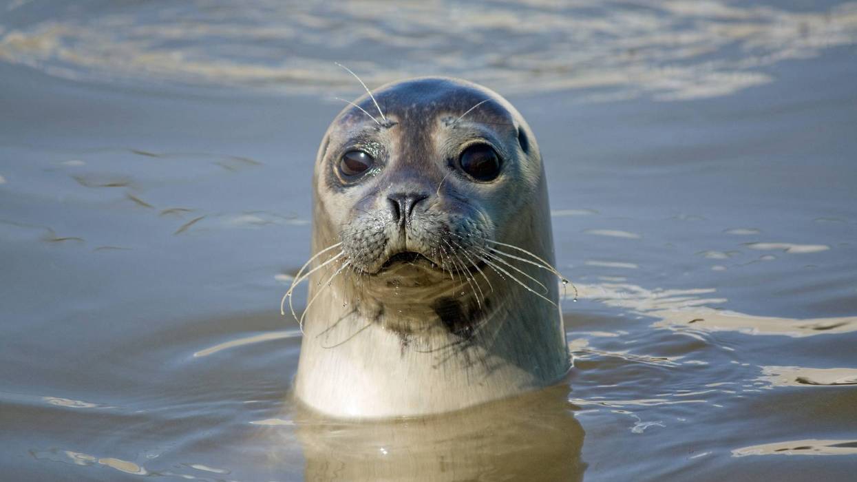 seal