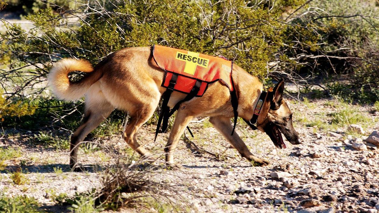 Search and rescue dog.