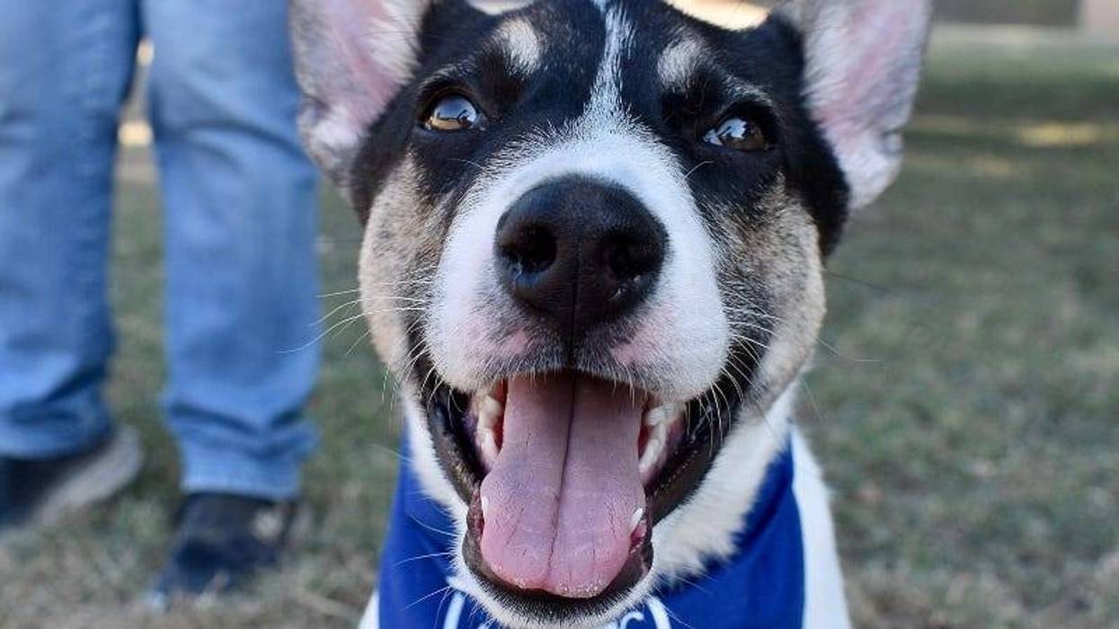 Sebastian @ Austin Humane Society 10/16/24