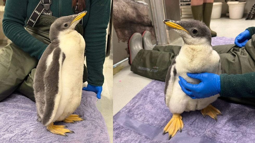 A Tale of Two Chicks: Tennessee Aquarium Shares Inside Look with New Arrivals