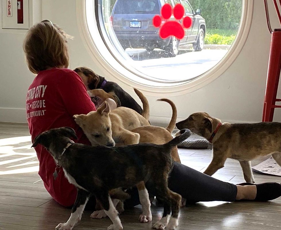 Second City Canine Rescue