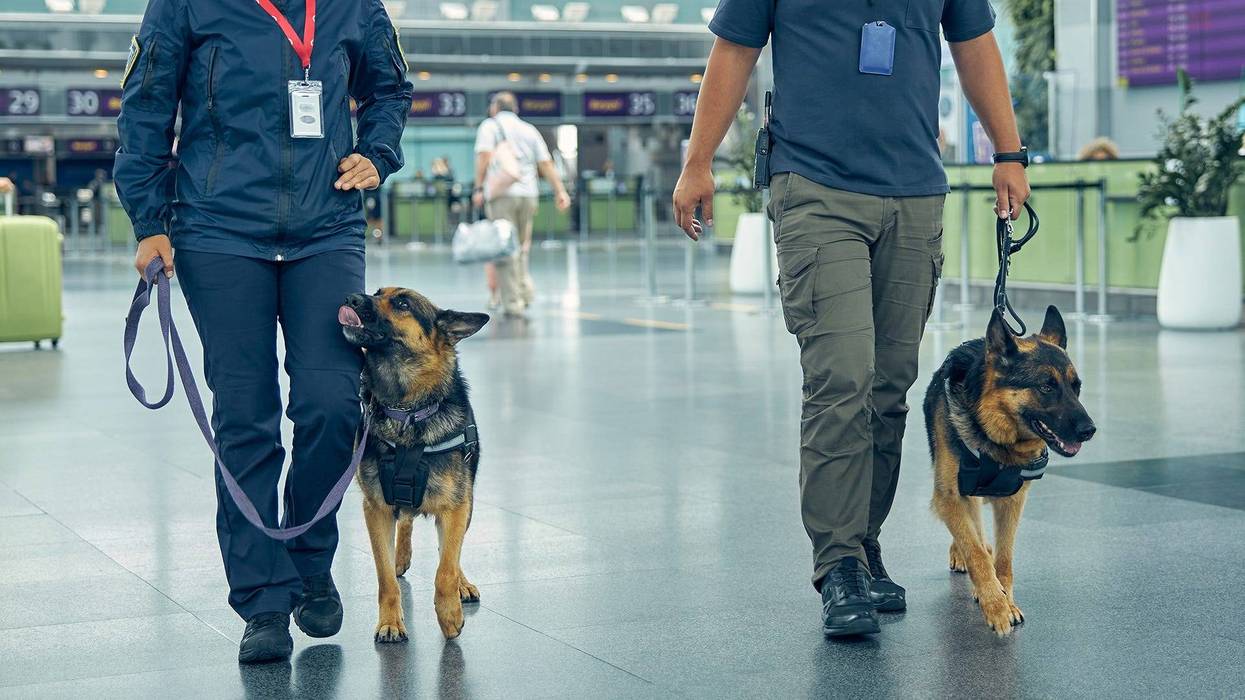 Security dogs