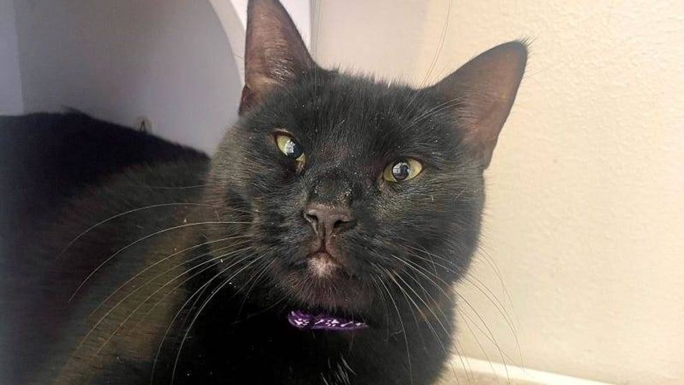 Selene @ Austin Humane Society 3/15/23