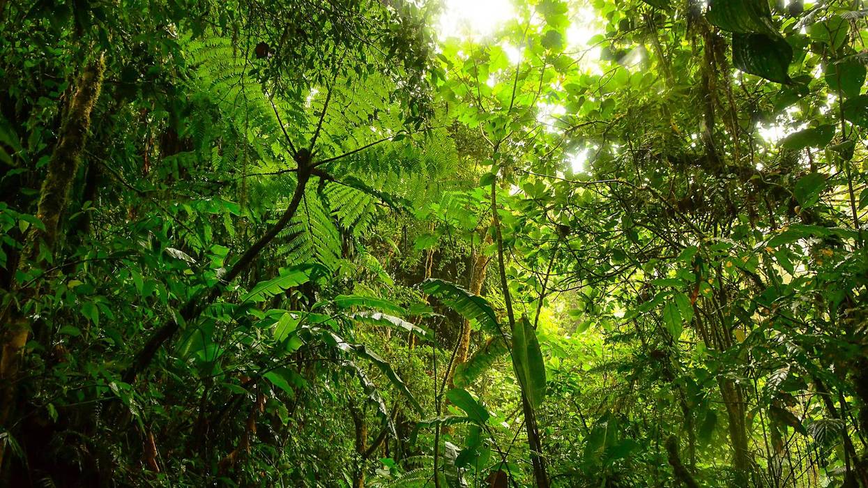 selva