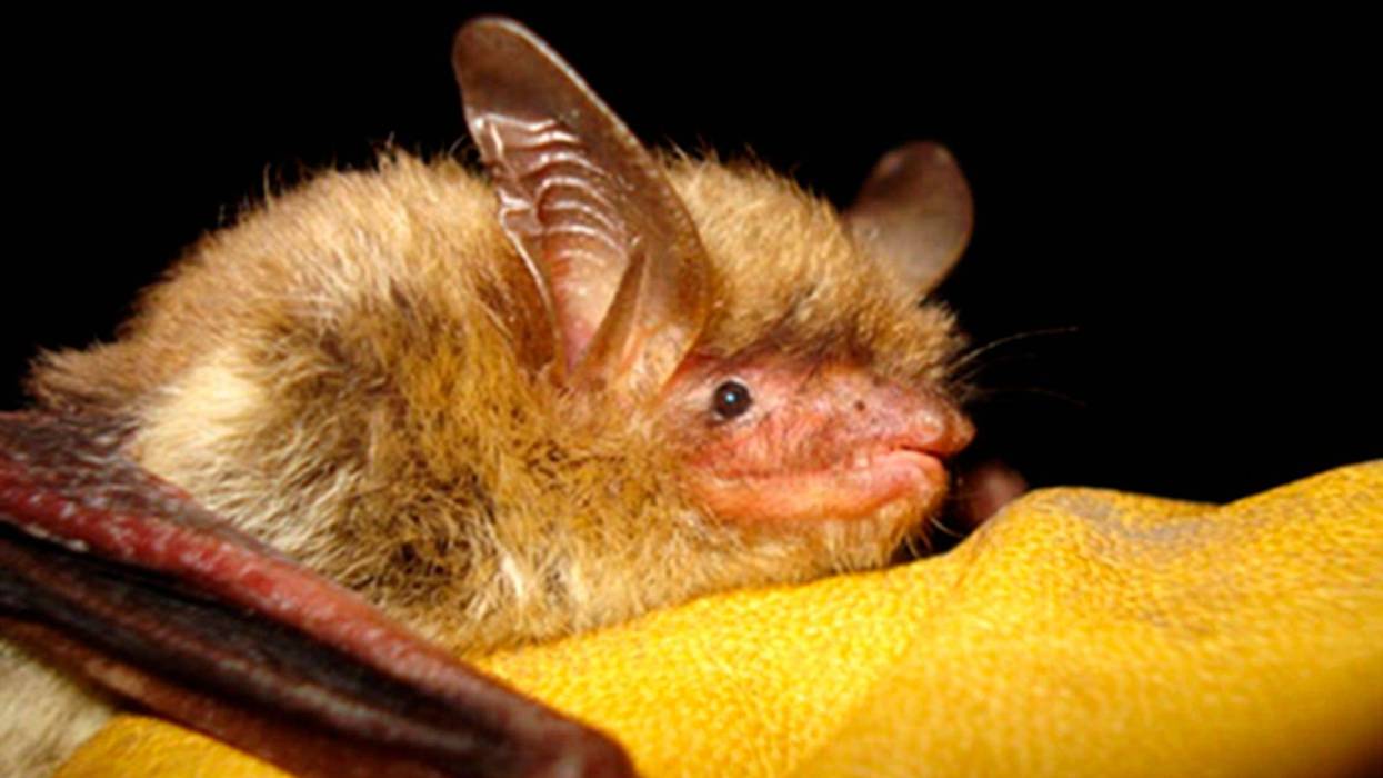 Senate Endangered Species