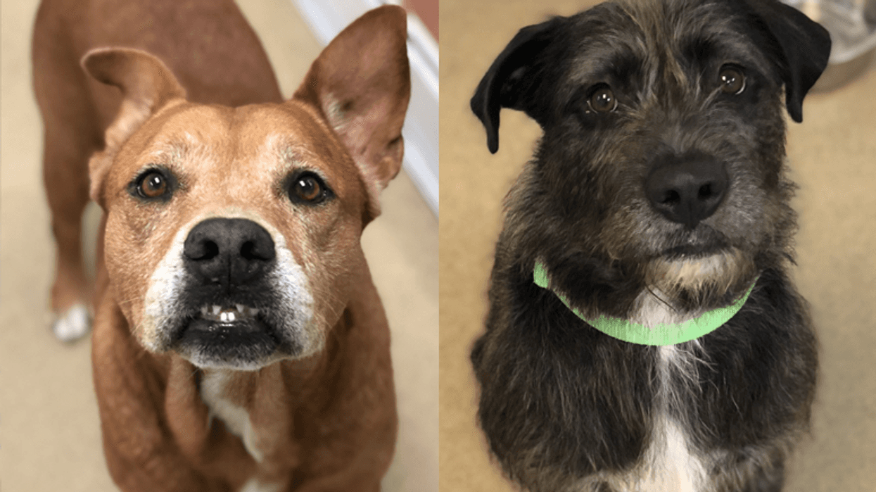 September Yappy Hour - Jones and Charlie