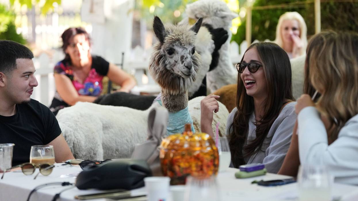Serbia Alpaca Bar