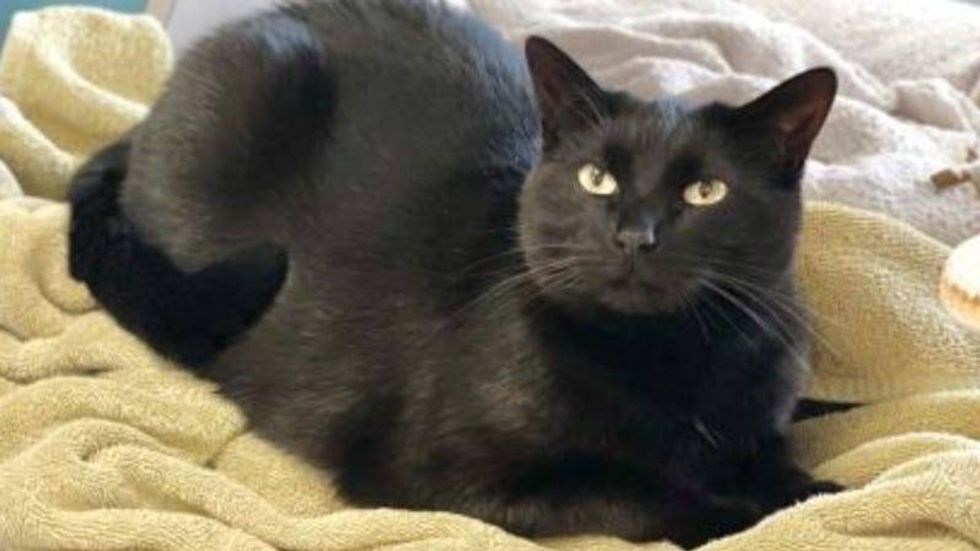 Serendipity @ Austin Humane Society 3/9/22